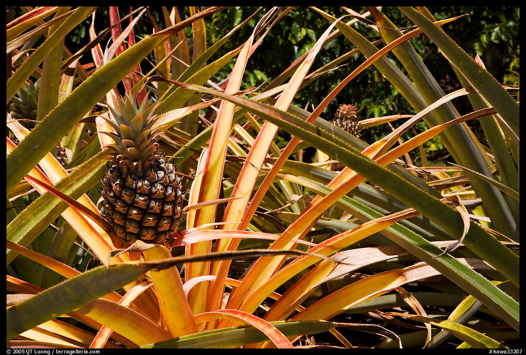 Pineapple, National Botanical Garden Visitor Center. Kauai island, Hawaii, USA