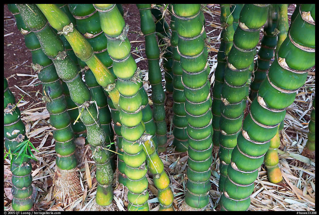 Bamboo, National Botanical Garden Visitor Center. Kauai island, Hawaii, USA