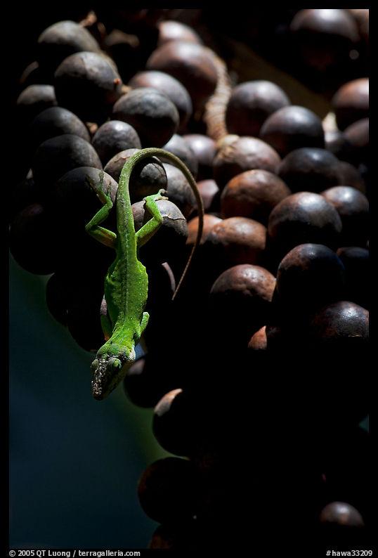 Lizard on fruit of tropical tree. Kauai island, Hawaii, USA