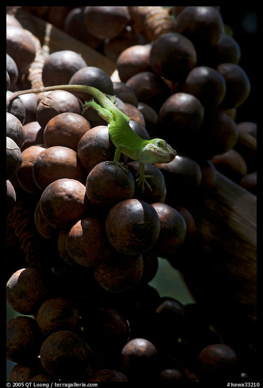 Lizard and tropical fruits. Kauai island, Hawaii, USA