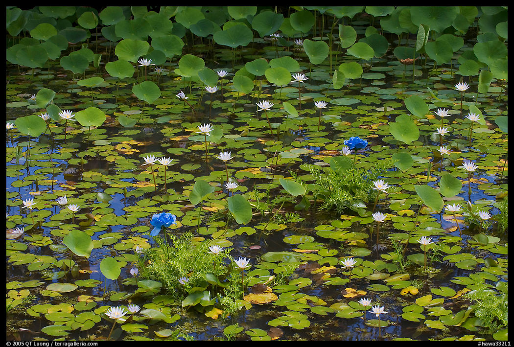 Rare blue flowers and water lilies. Kauai island, Hawaii, USA