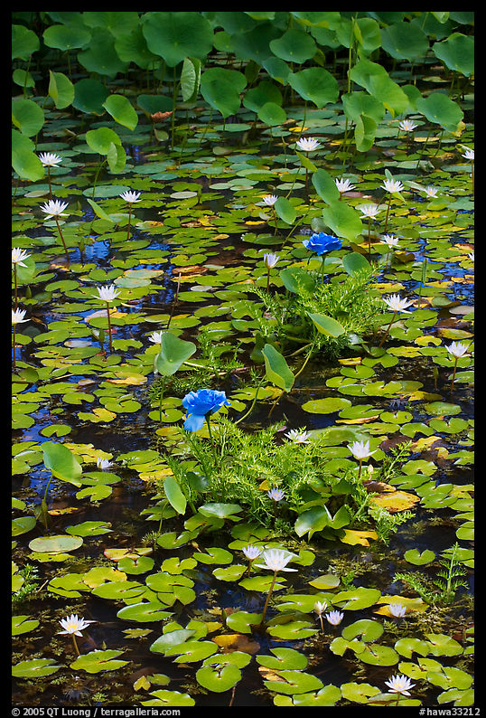 Blue aquatic flowers and water lilies. Kauai island, Hawaii, USA