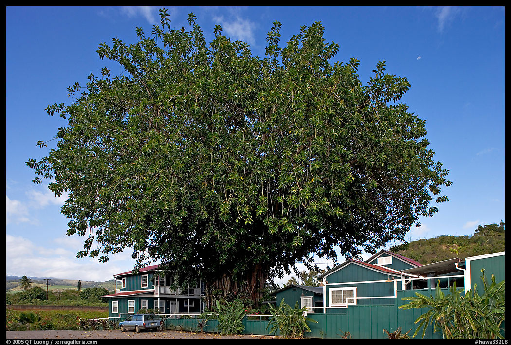Banyan tree and house, Hanapepe. Kauai island, Hawaii, USA