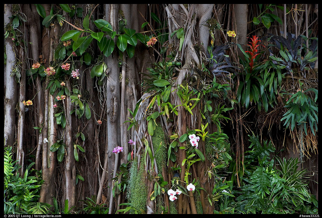 Banyan roots and tropical flowers, Hanapepe. Kauai island, Hawaii, USA
