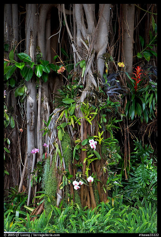 Banyan roots and tropical flowers, Hanapepe. Kauai island, Hawaii, USA