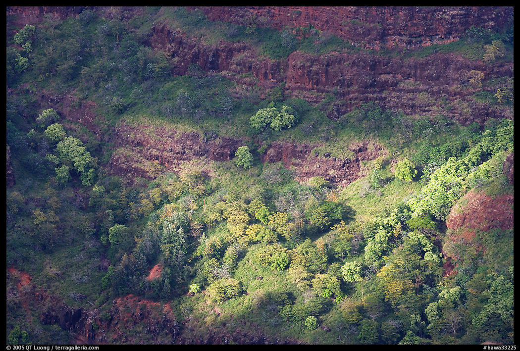 Treees, Waimea Canyon, afternoon. Kauai island, Hawaii, USA