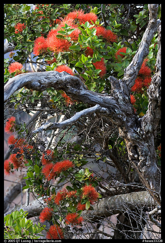 Ohia Tree with gnarled branches and red Lihua flowers, Waimea Canyon. Kauai island, Hawaii, USA