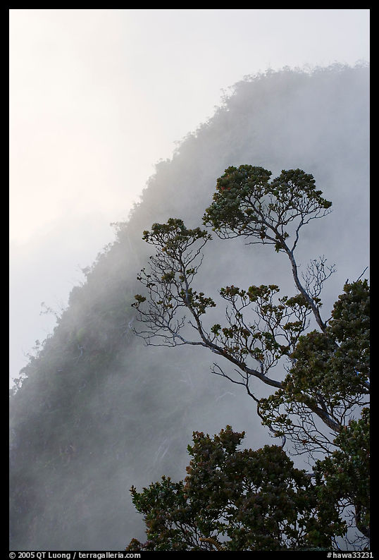Tree and mist, Kalalau lookout, late afternoon. Kauai island, Hawaii, USA