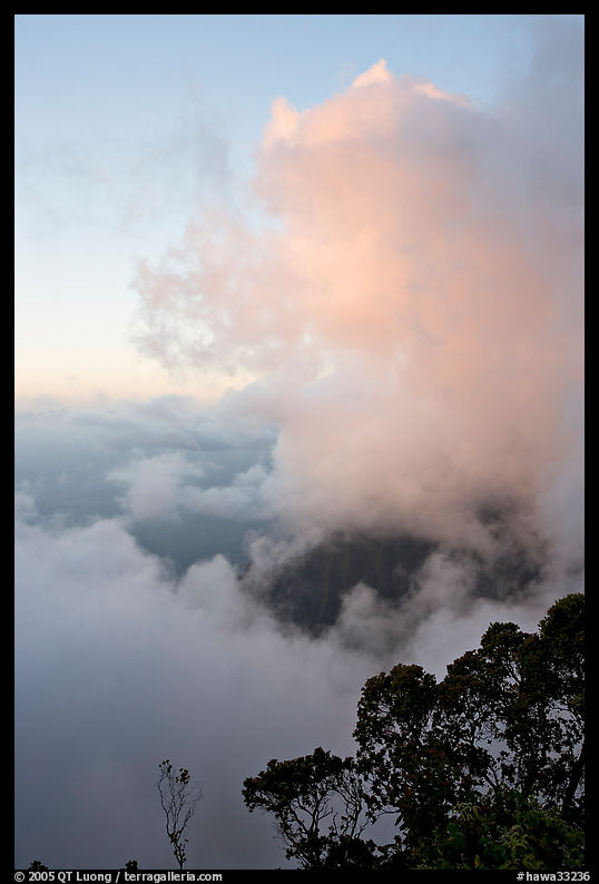 Trees and clouds, Kalalau lookout, sunset. Kauai island, Hawaii, USA