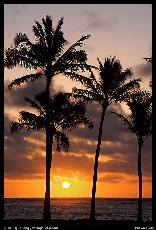 Palm trees, Kapaa, sunrise. Kauai island, Hawaii, USA