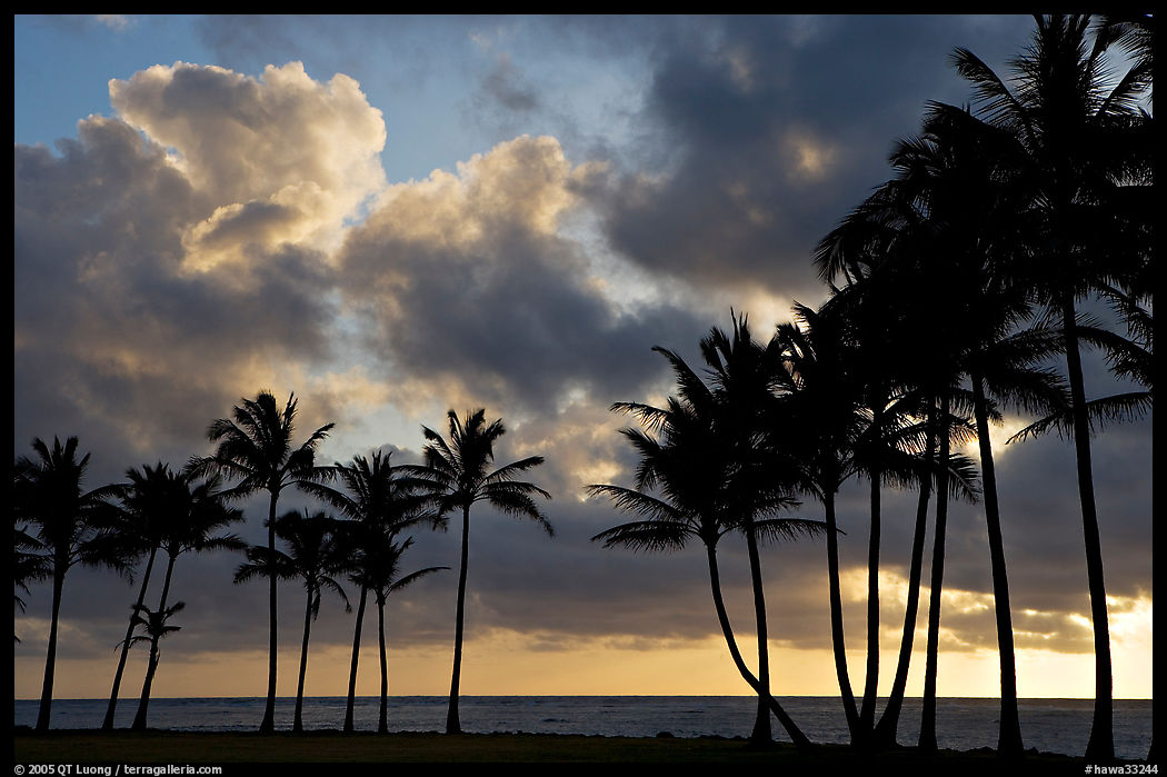 Palm trees and clouds, Kapaa, sunrise. Kauai island, Hawaii, USA