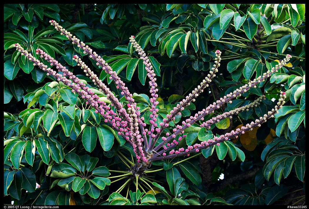 Tropical bloom on a tree. Kauai island, Hawaii, USA