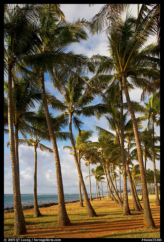 Palm tree grove, Kapaa, early morning. Kauai island, Hawaii, USA