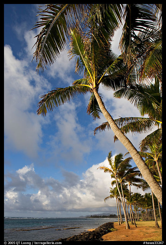 Palm trees and ocean, Kapaa, early morning. Kauai island, Hawaii, USA