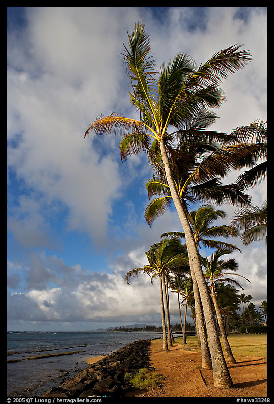 Palm trees and ocean, Kapaa, early morning. Kauai island, Hawaii, USA