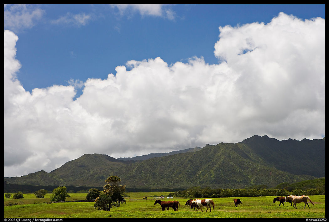 Horses in pasture near Anahola. North shore, Kauai island, Hawaii, USA