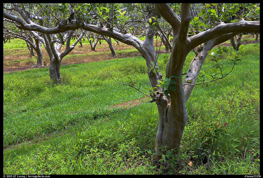 Guava trees in plantation. North shore, Kauai island, Hawaii, USA