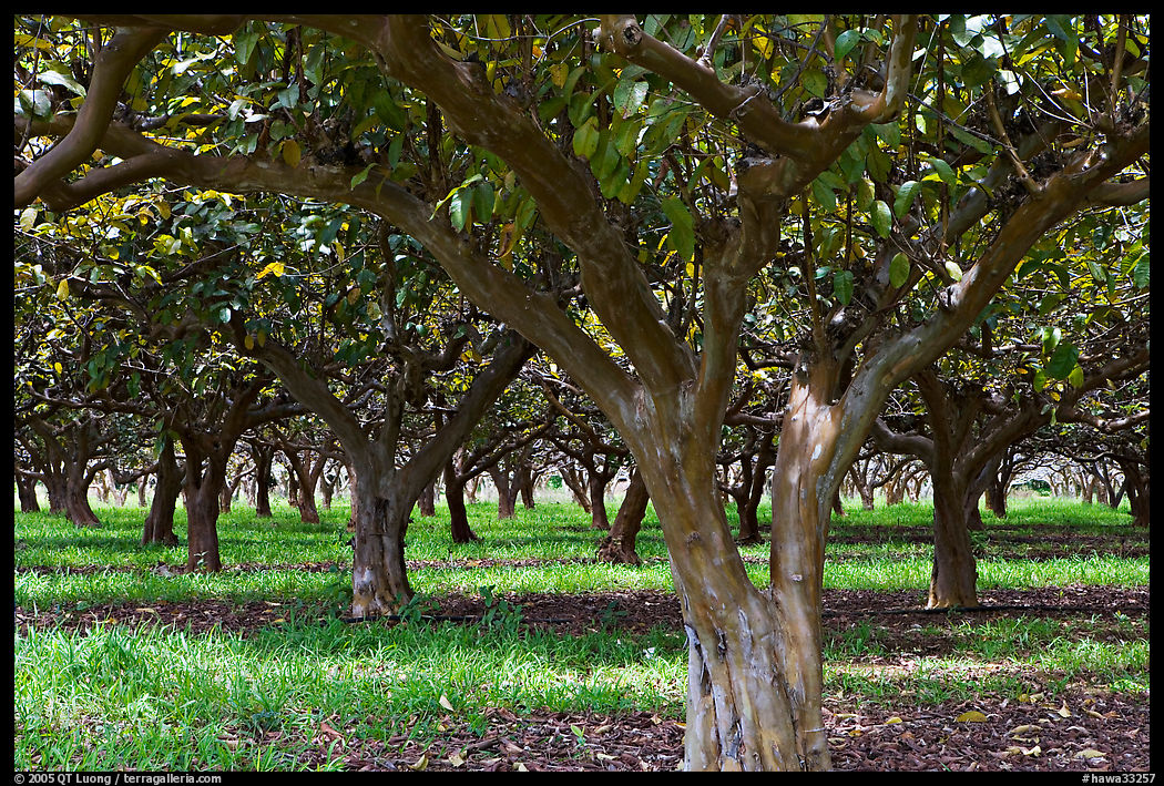 Guava trees in plantation. North shore, Kauai island, Hawaii, USA