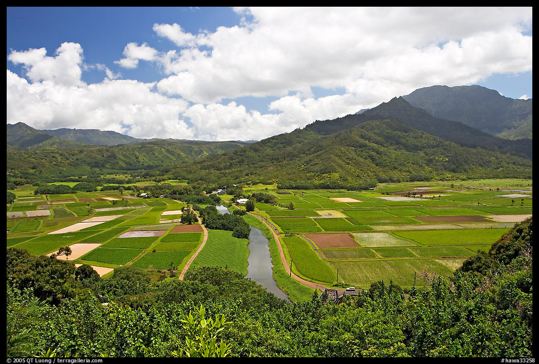 Hanalei Valley with patchwork taro fields,  mid-day. Kauai island, Hawaii, USA