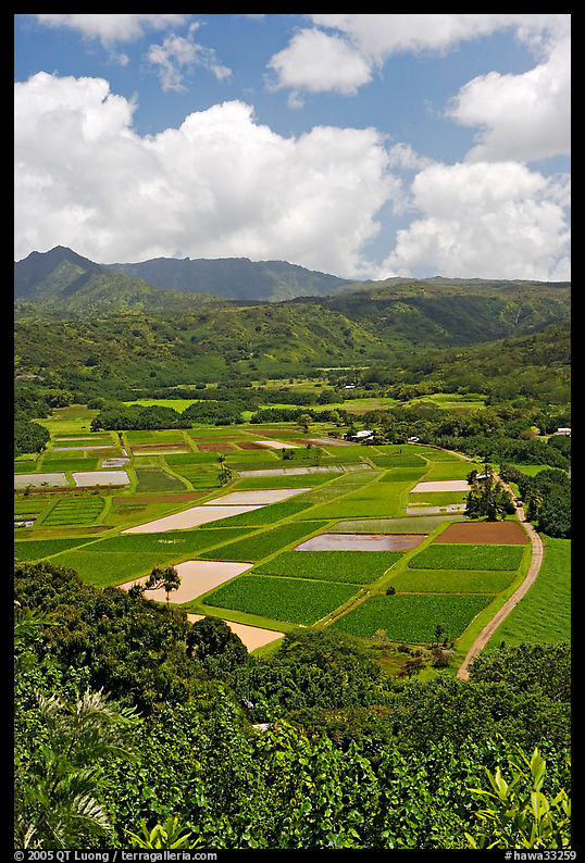 Patchwork of taro fields seen from Hanalei Lookout, mid-day. Kauai island, Hawaii, USA