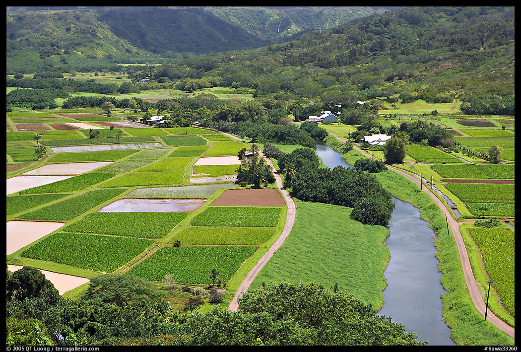 Taro fields and Hanalei River. Kauai island, Hawaii, USA
