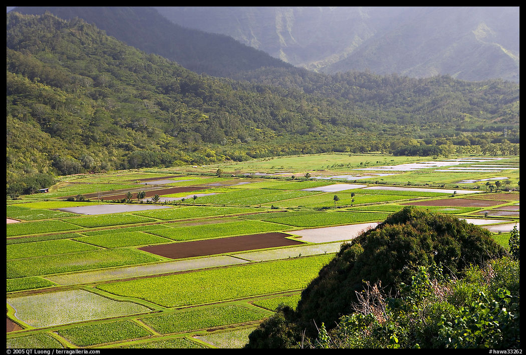 Patchwork taro fields in Hanalei Valley, mid-day. Kauai island, Hawaii, USA