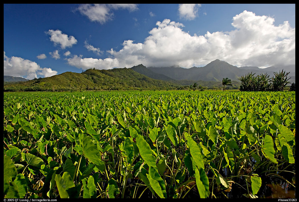 Taro field in Hanalei Valley, afternoon. Kauai island, Hawaii, USA