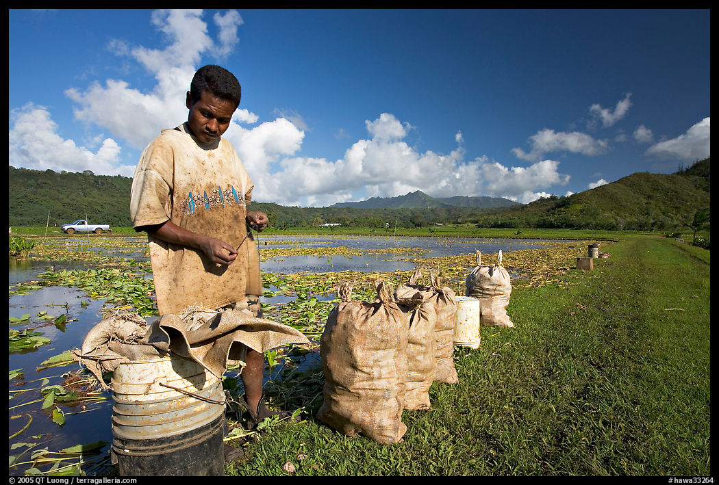 Plantation worker and bags of taro, Hanalei Valley, afternoon. Kauai island, Hawaii, USA