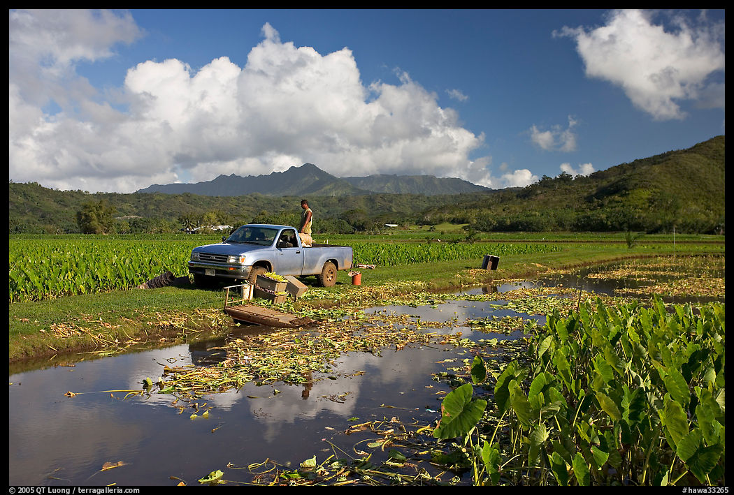 Plantation workers with truck, Hanalei Valley, afternoon. Kauai island, Hawaii, USA
