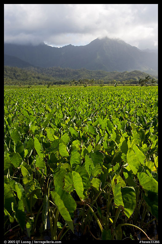 Taro field in Hanalei Valley, afternoon. Kauai island, Hawaii, USA