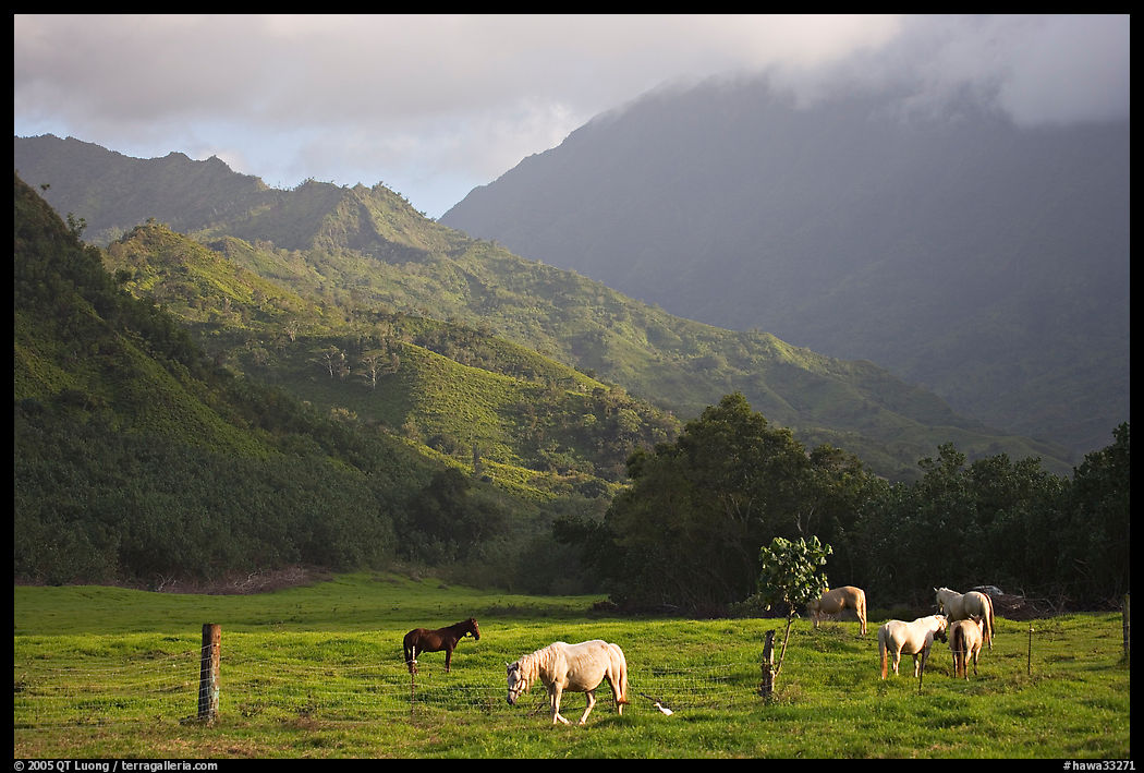 Horses and mountains near Haena. North shore, Kauai island, Hawaii, USA