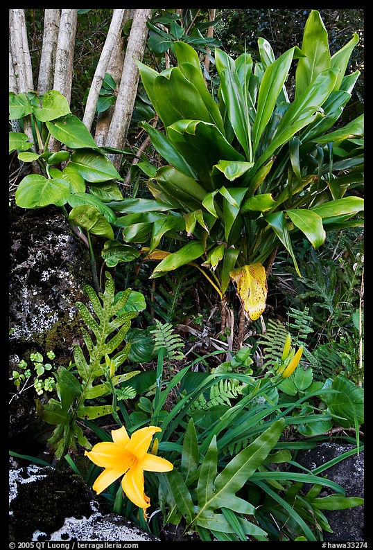 Tropical flower near Kee Beach. Kauai island, Hawaii, USA