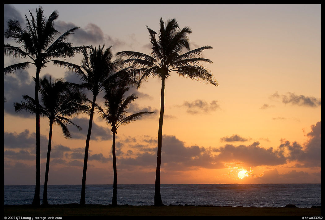 Coconut trees, Kapaa, sunrise. Kauai island, Hawaii, USA