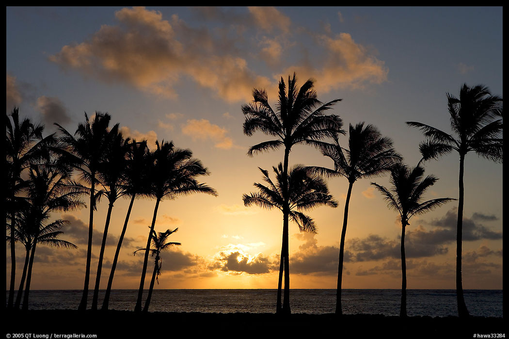 Palm trees, sunrise, Kapaa. Kauai island, Hawaii, USA