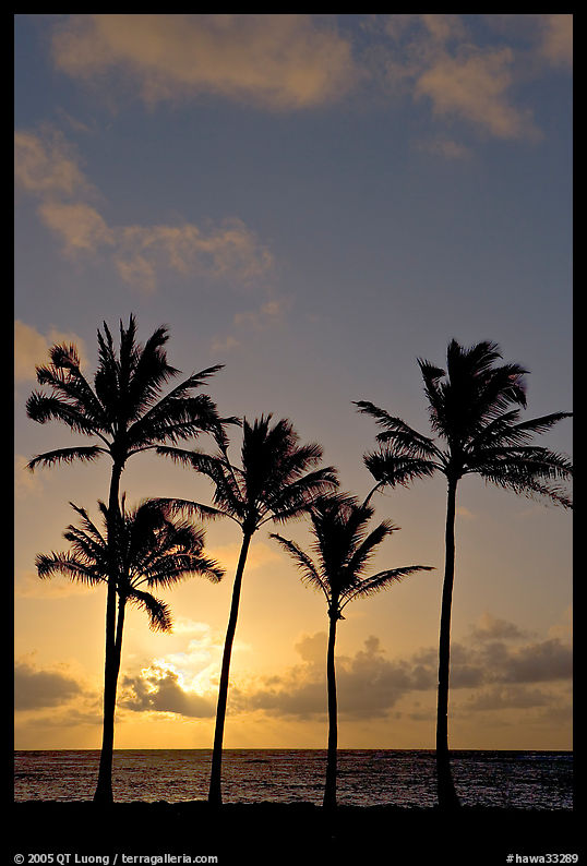 Cocunut trees, sunrise, Kapaa. Kauai island, Hawaii, USA