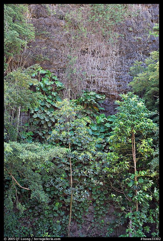 Tropical trees and cliff, Haena Beach Park. North shore, Kauai island, Hawaii, USA