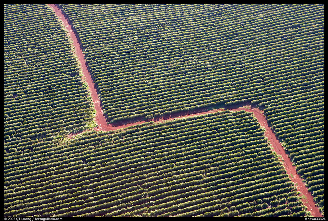 Aerial view of coffee plantations. Kauai island, Hawaii, USA
