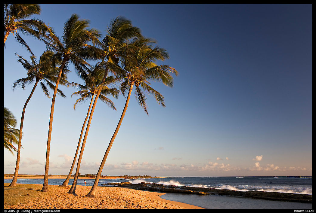 Palm trees and beach, Salt Pond Beach, late afternoon. Kauai island, Hawaii, USA