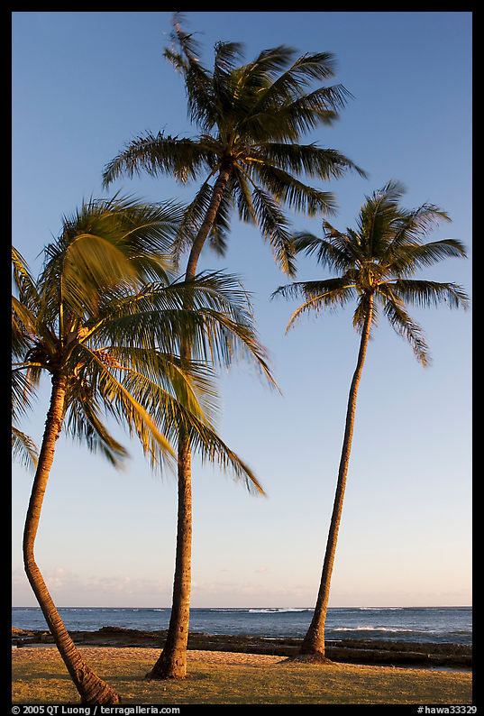 Palm trees, Salt Pond Beach, late afternoon. Kauai island, Hawaii, USA