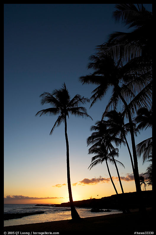 Palm trees and beach, Salt Pond Beach, sunset. Kauai island, Hawaii, USA