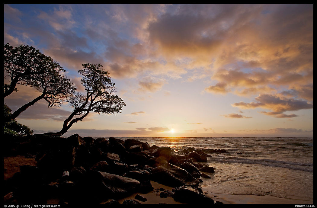 Wind twisted trees and sunrise, Lydgate Park. Kauai island, Hawaii, USA