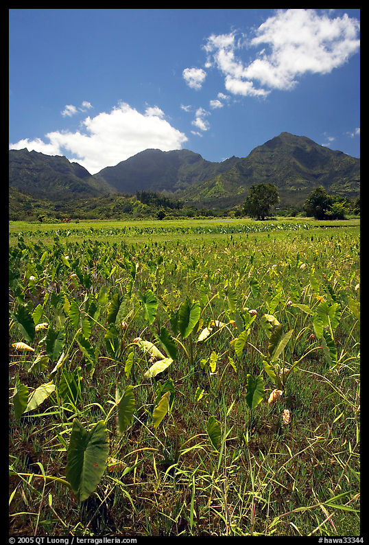 Taro plantation in  Hanalei, morning. Kauai island, Hawaii, USA
