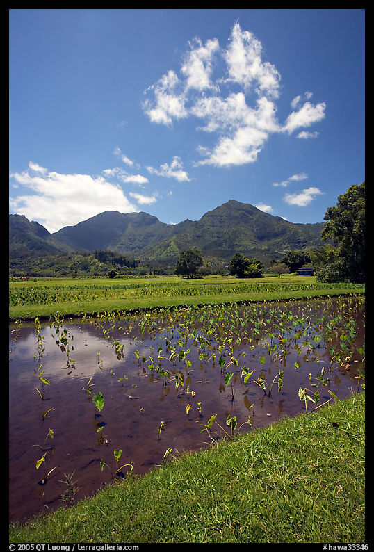 Taro field in  Hanalei, morning. Kauai island, Hawaii, USA