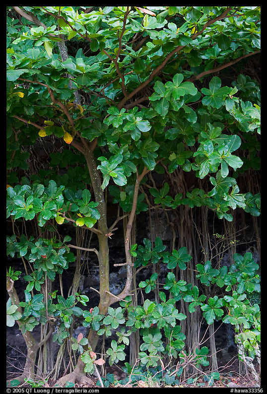 Tropical trees and roots, Haena beach park. North shore, Kauai island, Hawaii, USA