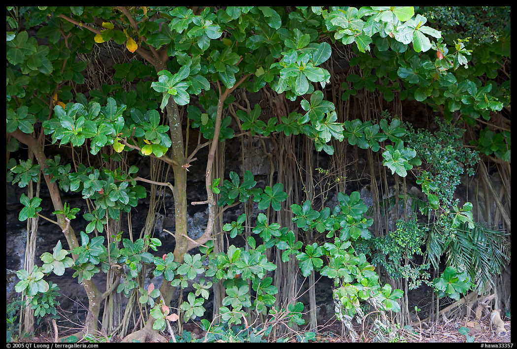 Tropical trees and roots, Haena beach park. North shore, Kauai island, Hawaii, USA