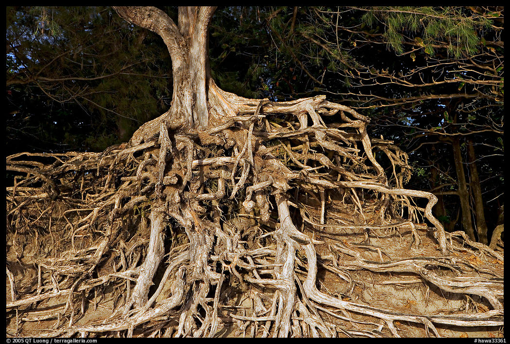 Roots of trees, Kee Beach, late afternoon. North shore, Kauai island, Hawaii, USA
