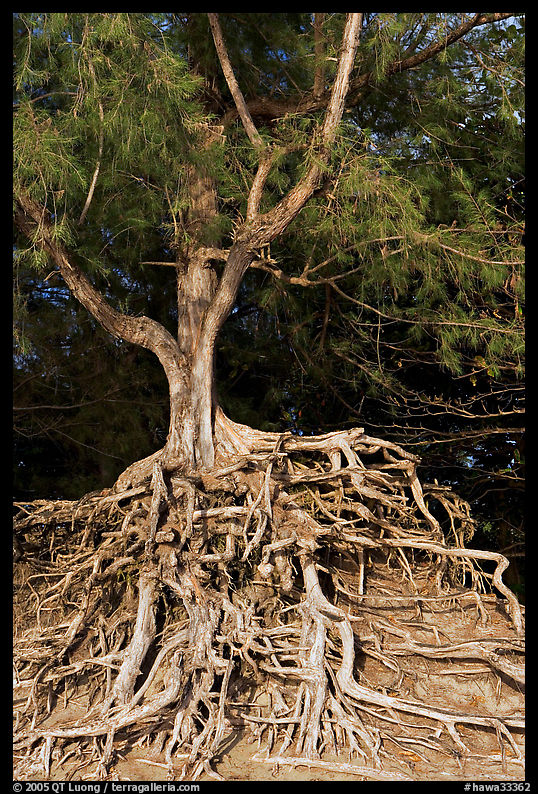 Tree with exposed roots, Kee Beach, late afternoon. North shore, Kauai island, Hawaii, USA