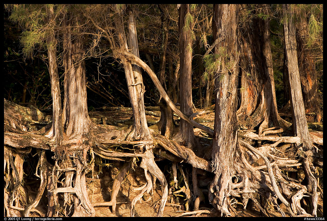 Exposed tree roots,  Kee Beach, late afternoon. North shore, Kauai island, Hawaii, USA