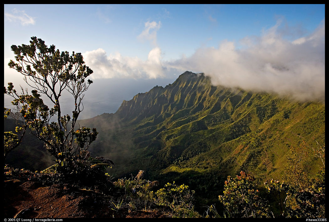 Kalalau Valley and tree, from the Pihea Trail, late afternoon. Kauai island, Hawaii, USA