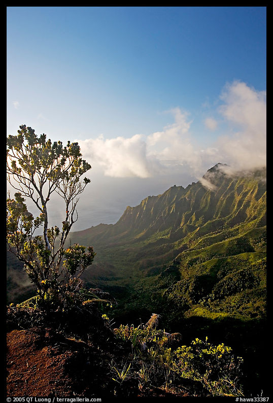 Kalalau Valley and tree, late afternoon. Kauai island, Hawaii, USA